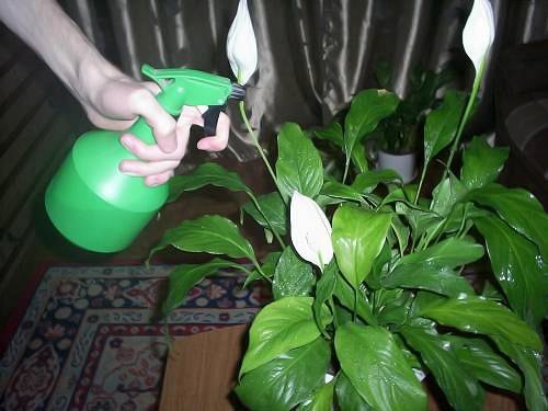 Spraying Spathiphyllum aspirina