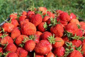 Cómo cuidar adecuadamente de las fresas durante la fructificación