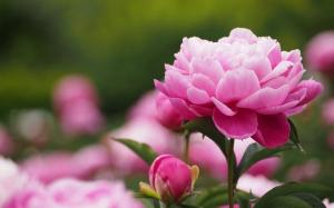 Cómo prolongar la floración peonías. 2 trucos
