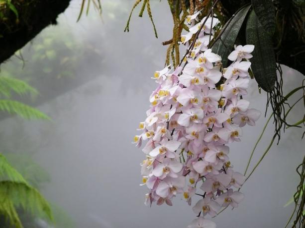 Orquídea Phalaenopsis en la naturaleza. Foto del artículo, me llevó a la Internet