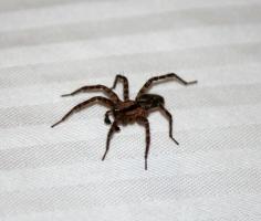 2 buenas razones para no matar a las arañas en la casa