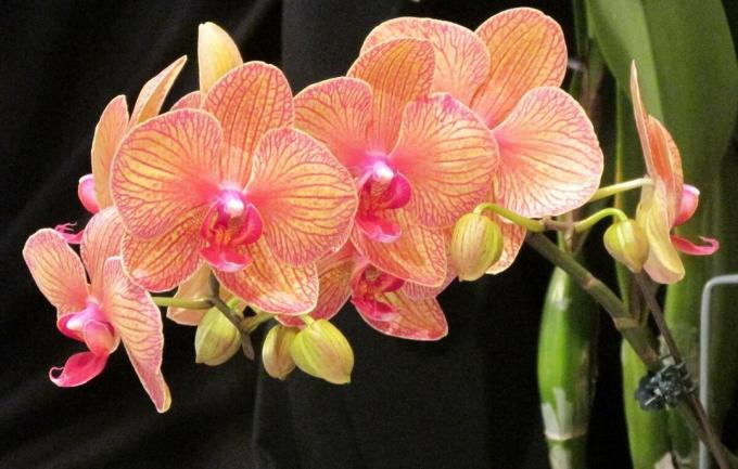 orquídea phalaenopsis