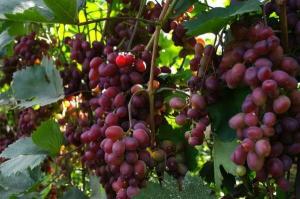 Cómo acelerar la maduración de la uva.