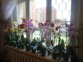 El cuidado adecuado de Phalaenopsis verano por mes: todos los detalles