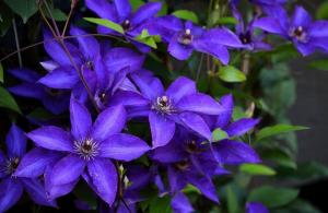 Increíblemente hermoso Clematis. 5 consejos importantes para una floración exuberante