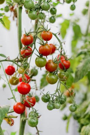 Mi cosecha de 2018. El sabor de los tomates cherry crecido con sus propias manos, mucho más brillante que la tienda