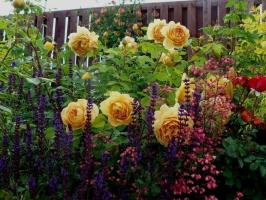 ¿Qué plantas se verá bien con rosas (de plantas anuales de arbustos). 11 ejemplos