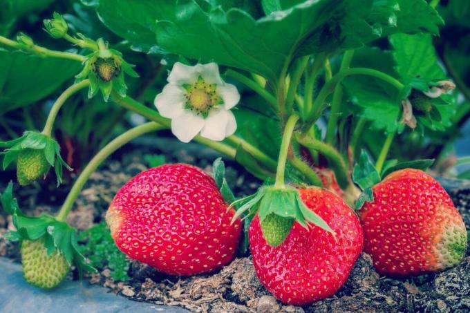 Cómo fertilizar las fresas? 4 manera de la gente | ZikZak