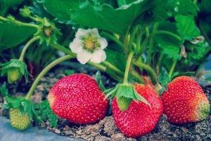Fertilizantes heroica 4 Popular para crecer fresas
