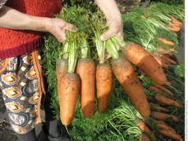 ⚡ Agosto - tiempo para las zanahorias de alimentación a una buena cosecha. 3 mejor receta