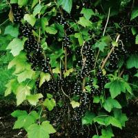 La poda de grosella negra "En Michurin": un 35% más de cosecha