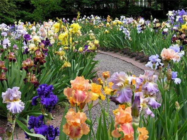 ventiladores de los iris crean jardines enteros de esta planta. Se llaman iridariyami. Duda de que para tal belleza a nadie le importa. 