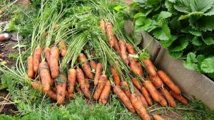 Tiempo: Cuando llega el momento de limpiar las zanahorias en el jardín?