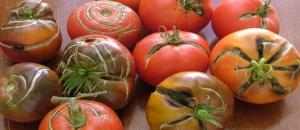 ¿Por qué hay grietas en los tomates. Las razones por las que no se conocen todos los jardineros.