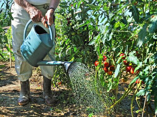 Tomates como el calor y la humedad (teplicnik.ru)