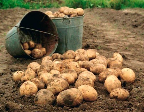 Patatas - el rey del jardín! (Foto de Internet)