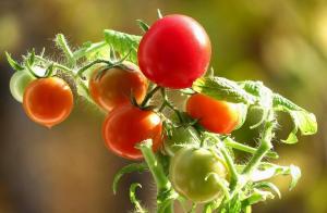 Los tomates serán dulces! los secretos de crecimiento