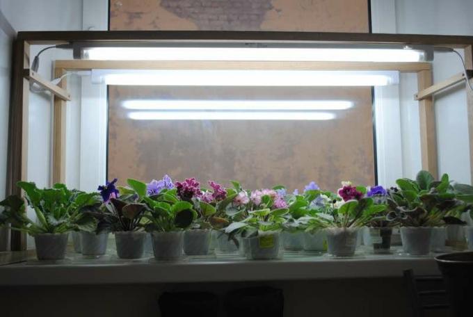 Una iluminación exitosa de violetas en el alféizar de la ventana. Ver: http://forumimage.ru/