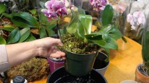 El derecho a alimentarse y fertilizar el Phalaenopsis