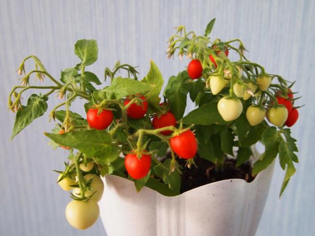 Jóvenes tomates cherry Bush "Balcón de milagro", que crecieron en mi ventana.
