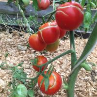 ¿Por qué los tomates agrietada, o "¿Dónde está delgada, no por el uso"