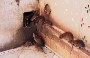 Una forma sencilla de deshacerse de las ratas y ratones en la casa.