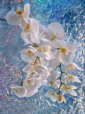 Orquídea en el alféizar de la ventana de invierno