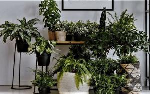 Natural "aromaterapia" para su hogar. 6 plantas aromáticas y flores