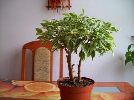 Cómo crecer ficus saludable y hermoso. consejos prácticos