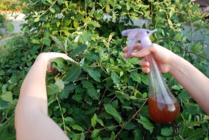 Deshacerse de los áfidos en el jardín de flores en casa - los métodos tradicionales