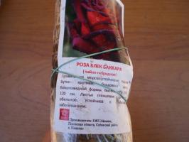 Características plantar rosas híbridas de té en la primavera