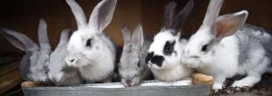 Conejos en el suelo: la forma más barata y más fácil de contenido