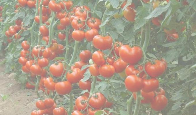 cultivo de tomate rica. Foto de Internet