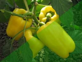 10 secretos del cultivo de la pimienta en el jardín