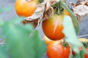 Cuna cultivador de tomates por qué estallan y qué hacer