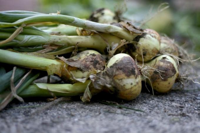 Una buena cosecha de cebolla - un signo de cuidado apropiado de ellos