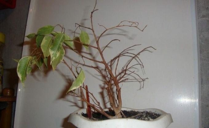 Ficus benjamina - un ventilador bien conocido de las hojas en las hojas de acogida. Y puede traer a las rabietas! Foto: mir-ogorodnikov.ru