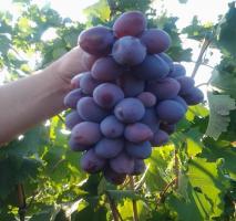 La alimentación de uvas sin el uso de productos químicos para el crecimiento de las bayas grandes.