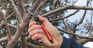 Cortar la manzana en el otoño, para el año abundante cosecha siguiente.