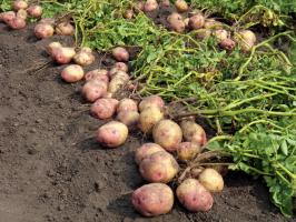 En la lucha por patatas grandes y sabrosos: el cuidado y la alimentación de esta última en agosto