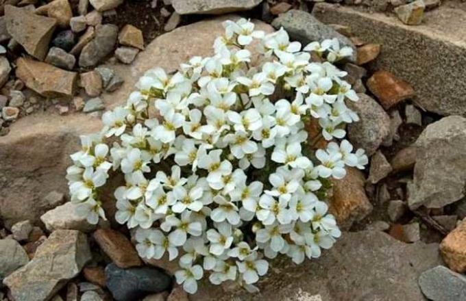 flores blancas arabisa