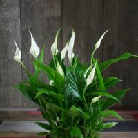 Strauss en miniatura: Spathiphyllum las normas de atención