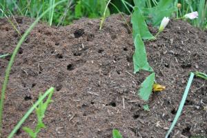 Cansado de hormigas en la zona? Los mejores y más importantes métodos de funcionamiento de deshacerse de las plagas