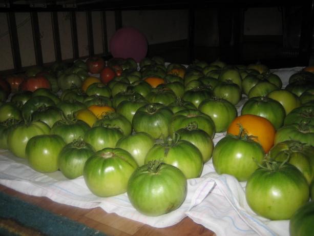 tomates maduración (yagodka.club)