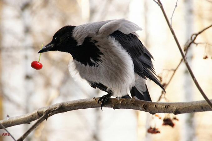 Cuervos y urracas son muy parecido a comer bayas. Ilustraciones para un artículo tomado de internet