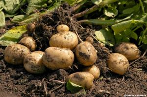 Recogiendo del arbusto 7 kg. patatas. método de alto rendimiento.