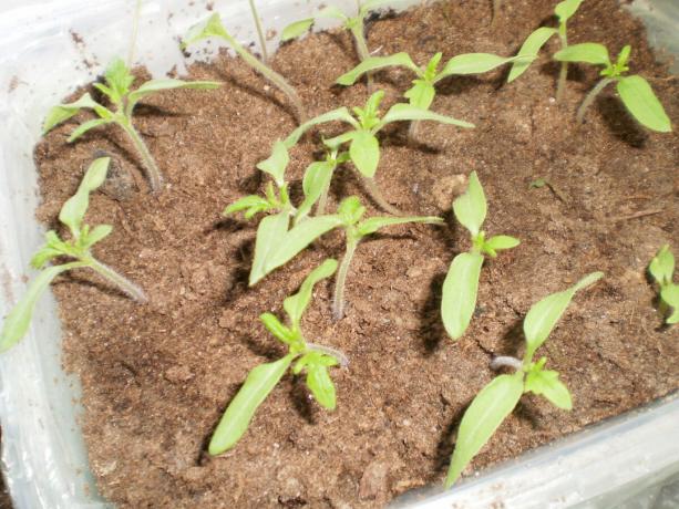 Al regar con fertilizantes y Appin humates plántulas de tomate débiles responder rápidamente a la fertilización. El tallo se vuelve más gruesa, las hojas se vuelven de color verde intenso, fuerte crecimiento es notable.