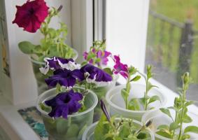 El acorde de mayo: cuándo petunias planta plantas de semillero y cómo correctamente el cuidado