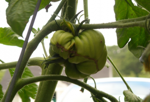 ¿Por qué crecer fea fruto de tomate