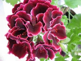 Real Pelargonium: Reglas de cultivo y cuidado